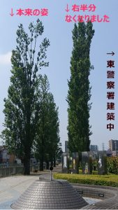 並木